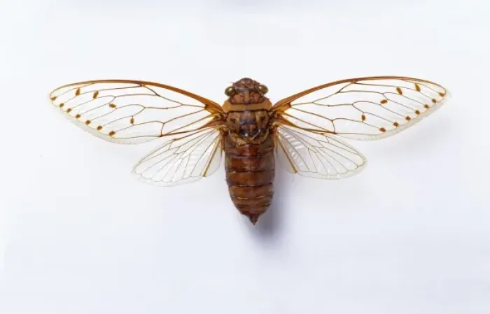 Framed Print : Poponia merula, cicada Framed Print : Poponia merula, cicada