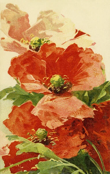Poppies. Nineteen twenties illustration of poppies. Date: circa 1922