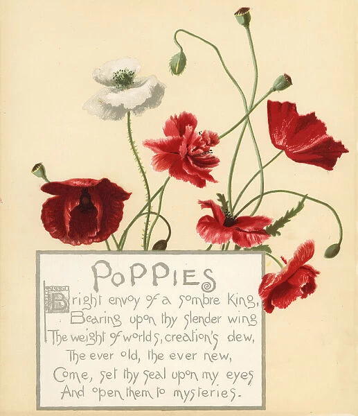 Poppies, Papaver rhoeas, and calligraphic poem