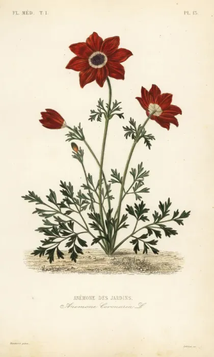 Framed Print : Poppy anemone or Spanish marigold, Anemone coronaria Framed Print : Poppy anemone or Spanish marigold, Anemone coronaria