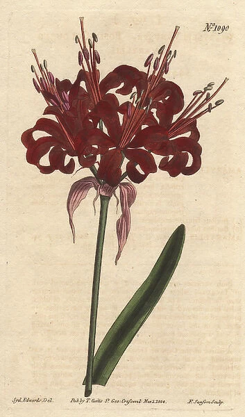 Poppy coloured amaryllis, a native of Cape