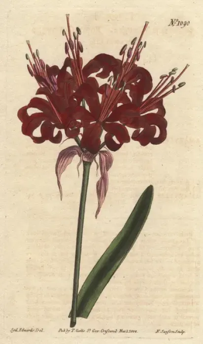 Framed Print : Poppy coloured amaryllis, a native of Cape Framed Print : Poppy coloured amaryllis, a native of Cape