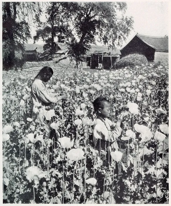 Framed Print : Poppy cultivation, Manchuria Date: 1907 Framed Print : Poppy cultivation, Manchuria Date: 1907
