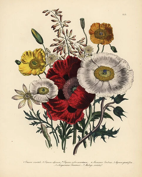Poppy or Papaver species