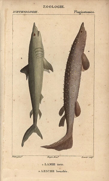 Porbeagle, Lamna nasus, and spiny dogfish