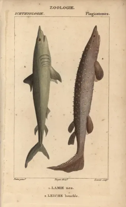 Framed Print : Porbeagle, Lamna nasus, and spiny dogfish Framed Print : Porbeagle, Lamna nasus, and spiny dogfish
