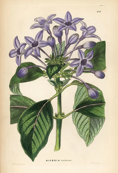 Porcelain blue hindsia, Hindsia violacea