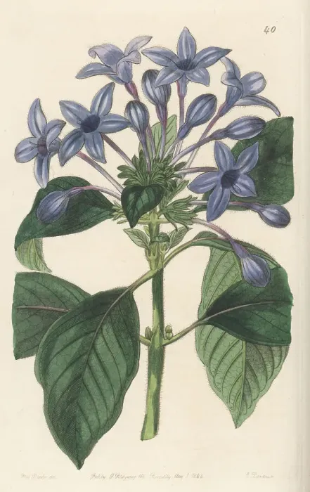 Framed Print : Porcelain blue hindsia, Hindsia violacea Framed Print : Porcelain blue hindsia, Hindsia violacea