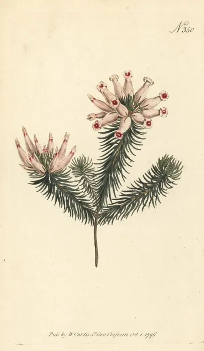 Framed Print : Porcelain heath, Erica ventricosa