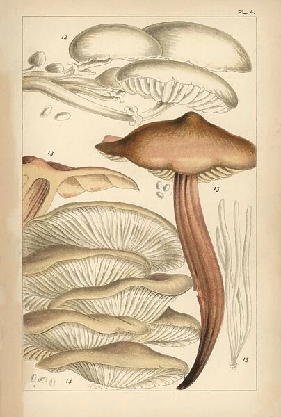 Porcelain, spindleshank, oyster mushroom and fairy fingers