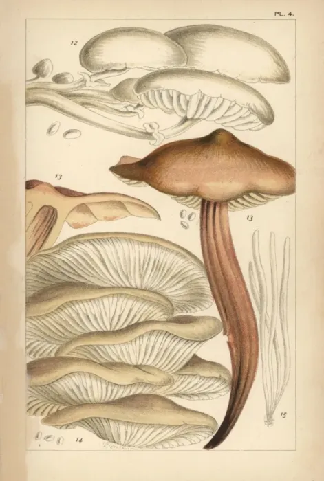Framed Print : Porcelain, spindleshank, oyster mushroom and fairy fingers Framed Print : Porcelain, spindleshank, oyster mushroom and fairy fingers