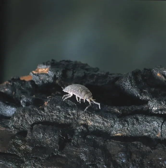 Framed Print : Porcellio sp. woodlouse Framed Print : Porcellio sp. woodlouse