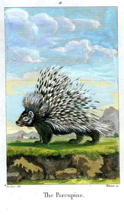 Framed Print : Porcupine Framed Print : Porcupine