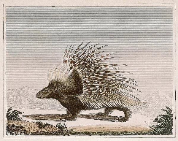PORCUPINE. Rodent quadruped of the hystericidae family
