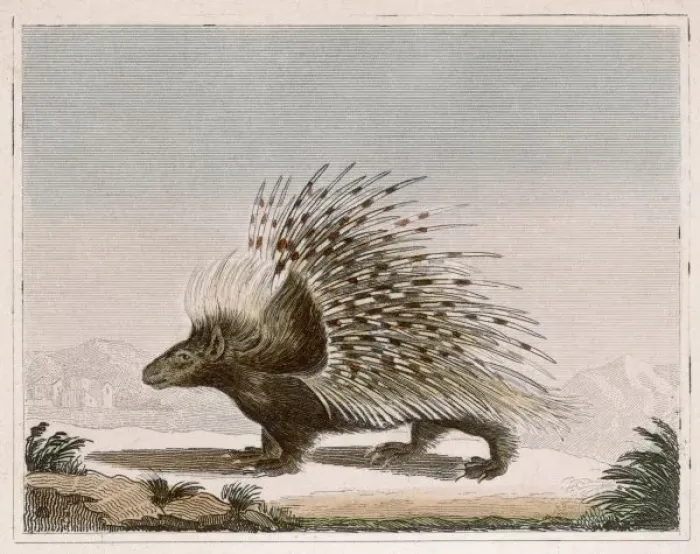 Framed Print : PORCUPINE. Rodent quadruped of the hystericidae family Framed Print : PORCUPINE. Rodent quadruped of the hystericidae family