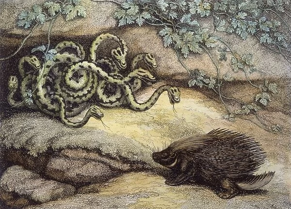 Porcupine and Snakes