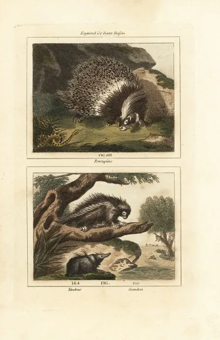 Framed Print : Porcupines and tenrec Framed Print : Porcupines and tenrec