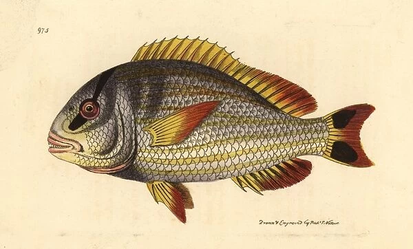 Porkfish, Anisotremus virginicus