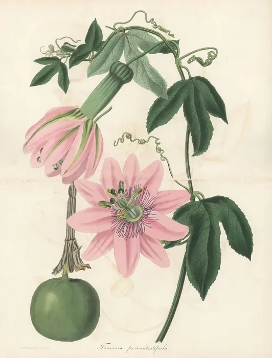Framed Print : Poro poro or gulupa, Passiflora pinnatistipula Framed Print : Poro poro or gulupa, Passiflora pinnatistipula
