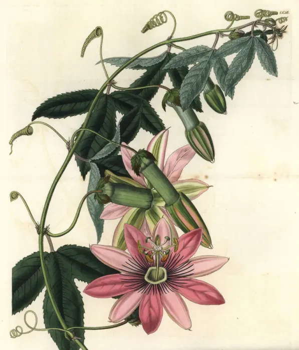 Framed Print : Poro poro, Passiflora pinnatistipula Framed Print : Poro poro, Passiflora pinnatistipula