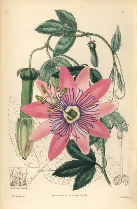 Framed Print : Poro poro, Passiflora pinnatistipula Framed Print : Poro poro, Passiflora pinnatistipula