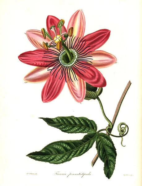 Poro poro, Passiflora pinnatistipula. Endangered