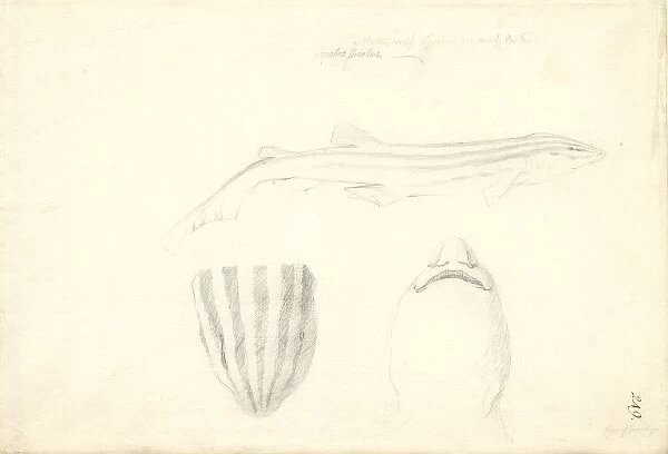 Poroderma africanum. Ff. 249. Pencil sketch by George Forster made during