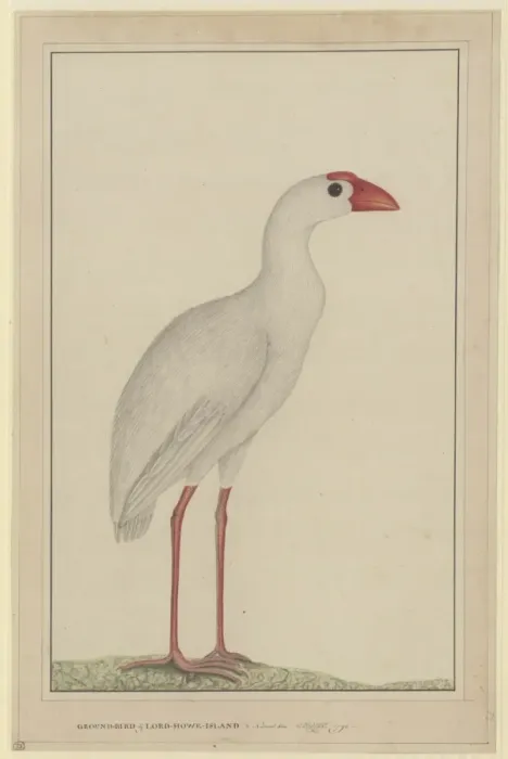 Framed Print : Porphyrio albus, Lord Howe swamphen Framed Print : Porphyrio albus, Lord Howe swamphen