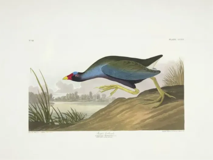 Framed Print : Porphyrio martinica, purple galinule Framed Print : Porphyrio martinica, purple galinule
