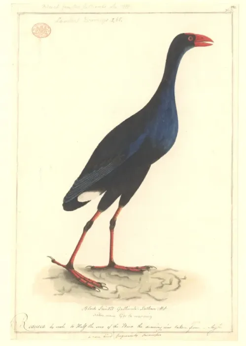Framed Print : Porphyrio porphyrio melanotus, purple swamphen Framed Print : Porphyrio porphyrio melanotus, purple swamphen