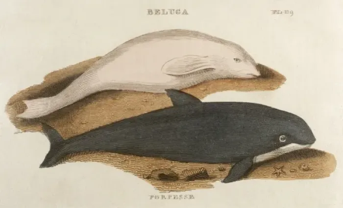 Framed Print : Porpoise and Beluga Framed Print : Porpoise and Beluga