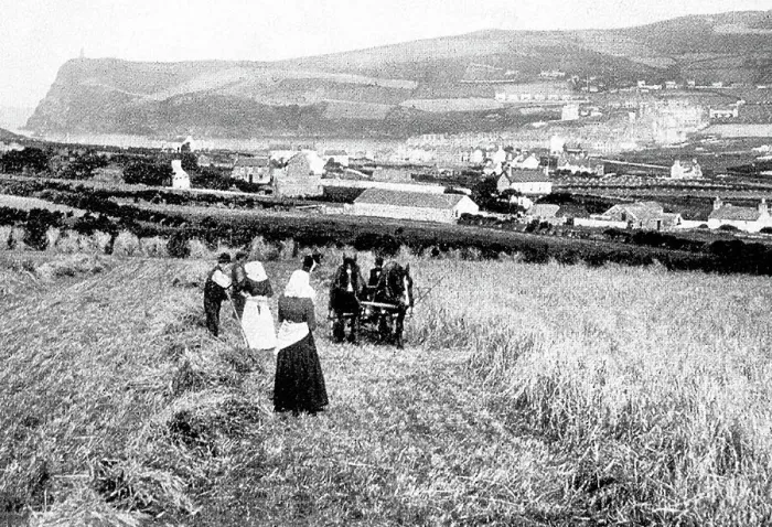 Framed Print : Port Erin Isle of Man Harvesting early 1900s