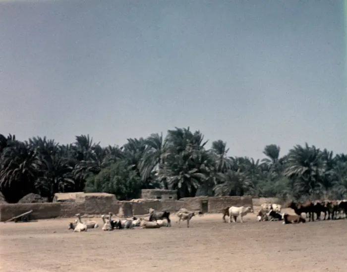 Framed Print : Port Sudan - Sudan Framed Print : Port Sudan - Sudan
