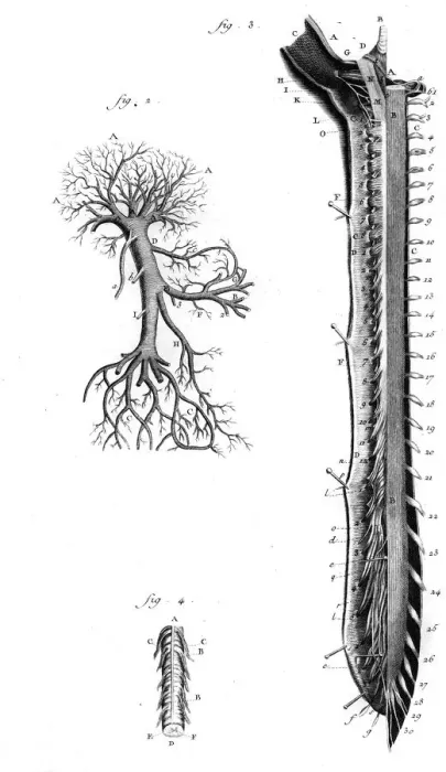 Framed Print : Portal Vein 18th C Framed Print : Portal Vein 18th C