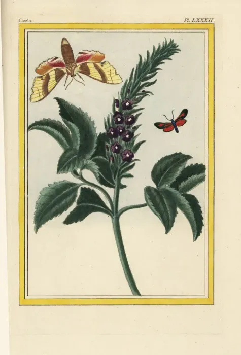 Framed Print : Porterweed, Stachytarpheta orubica Framed Print : Porterweed, Stachytarpheta orubica