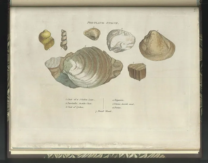 Framed Print : Portland Stone fossils Framed Print : Portland Stone fossils