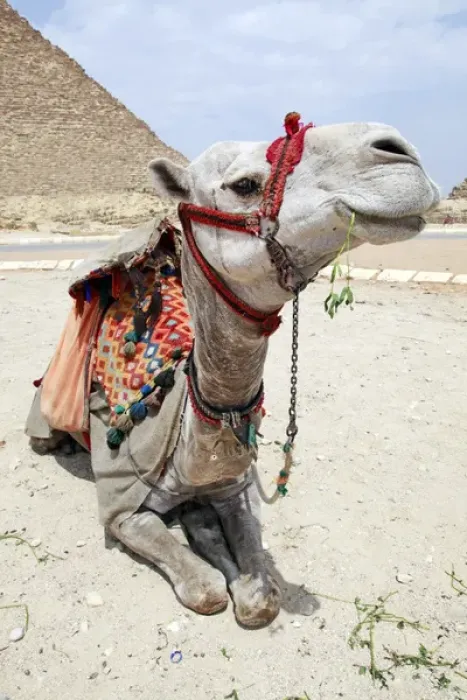 Framed Print : Portrait of a camel in Cairo, Egypt Framed Print : Portrait of a camel in Cairo, Egypt