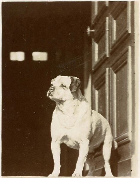 Portrait of a dog at a back door, Normandy, France