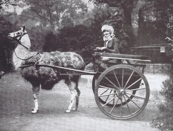 Framed Print : A portrait of Gaby Deslys adopting a novel from of transport