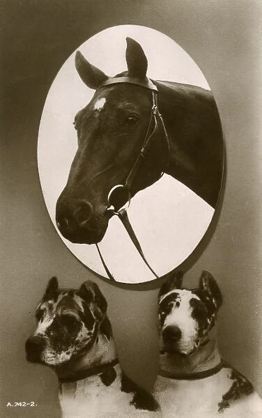 Portrait of a horse and two hounds