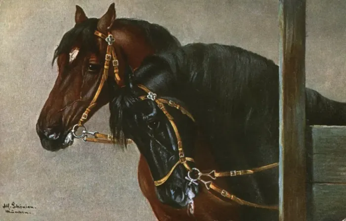 Framed Print : Portrait of two horses wearing simple snaffles Framed Print : Portrait of two horses wearing simple snaffles