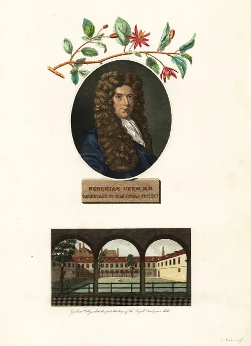 Framed Print : Portrait of Nehemiah Grew, physician and botanist Framed Print : Portrait of Nehemiah Grew, physician and botanist