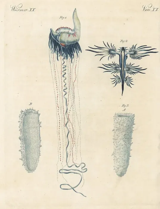 Framed Print : Portuguese man o war and other marine creatures Framed Print : Portuguese man o war and other marine creatures