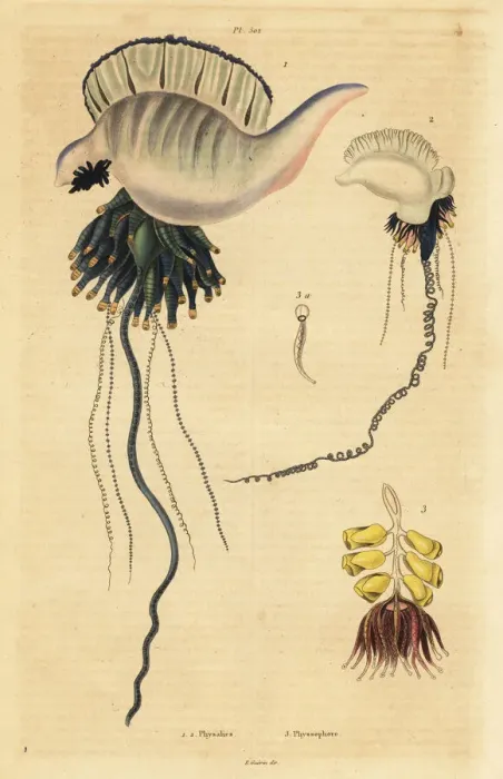 Framed Print : Portuguese man-of-war and zoophyte Framed Print : Portuguese man-of-war and zoophyte
