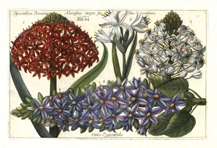 Framed Print : Portuguese squill, sea daffodil and pyramidal bugle Framed Print : Portuguese squill, sea daffodil and pyramidal bugle