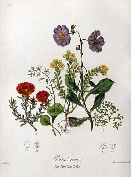 Portulaceae - Purslane