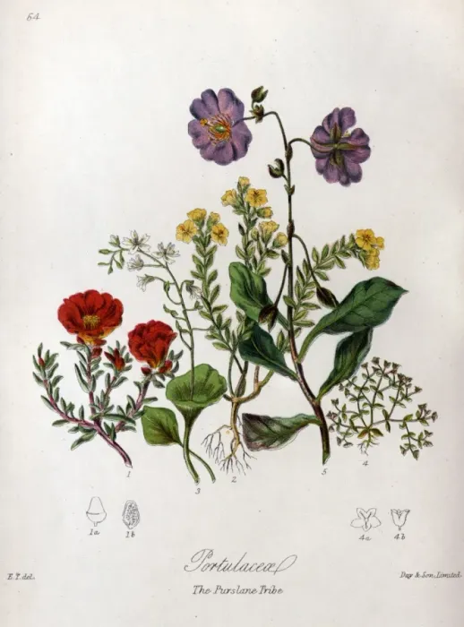 Framed Print : Portulaceae - Purslane Framed Print : Portulaceae - Purslane