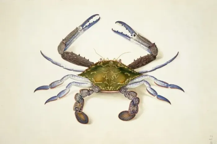 Framed Print : Portunus pelagicus, blue swimming crab Framed Print : Portunus pelagicus, blue swimming crab