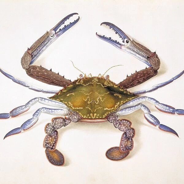 Portunus pelagicus, flower crab