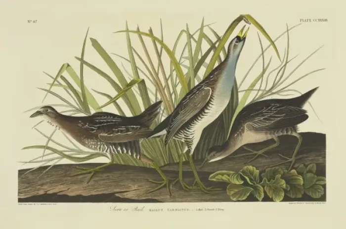 Framed Print : Porzana carolina, sora rail Framed Print : Porzana carolina, sora rail